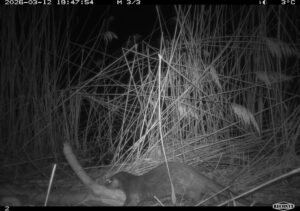 Foto: Abteilung für Jagd & Fischerei des Kantons Schwyz